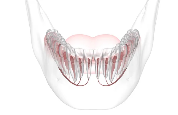 Diş Kökü Anatomisi Röntgen Görüntüsü Tıbbi Olarak Doğru Olan Boyutlu — Stok fotoğraf