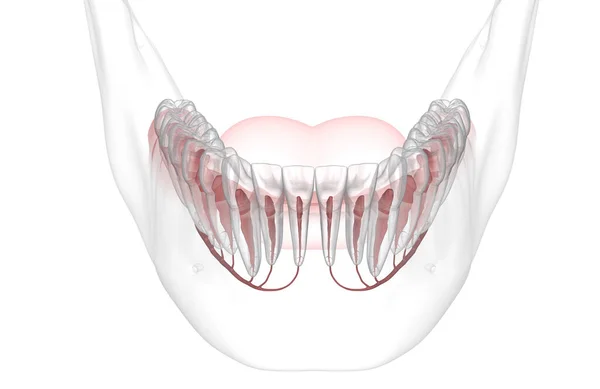 Anatomía Raíz Dental Vista Rayos Ilustración Dental Médicamente Precisa — Foto de Stock