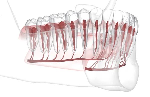Anatomie Zubního Kořene Rentgenový Pohled Lékařsky Přesná Zubní Ilustrace — Stock fotografie