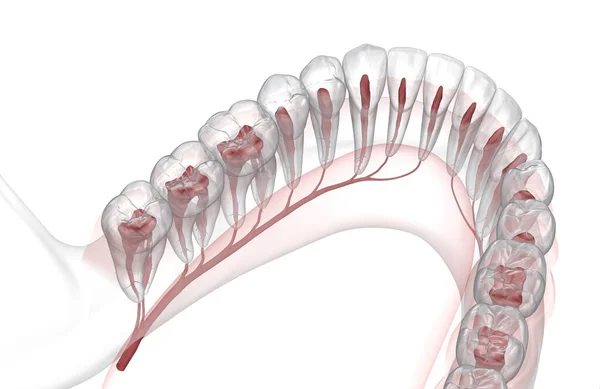 Стоматологічна Коренева Анатомія Рентгенівський Вигляд Медично Точна Стоматологічна Ілюстрація — стокове фото