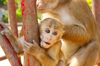Anne maymunun bebeğini hayvanat bahçesinde holding