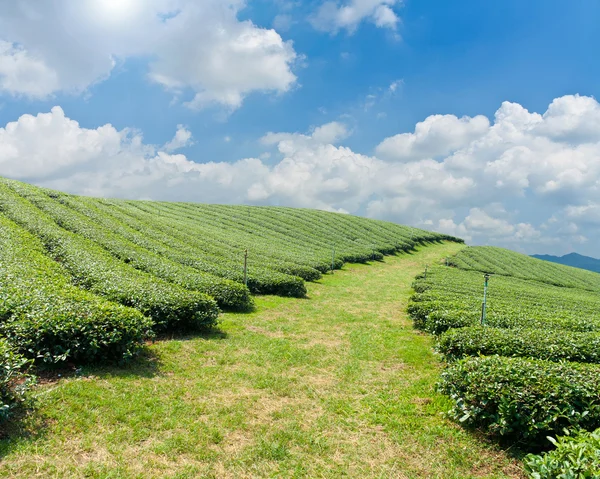 Green tea farm on a hillside — Stock Photo, Image