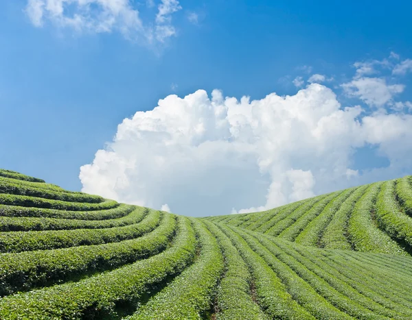 Green tea farm on a hillside — Stock Photo, Image