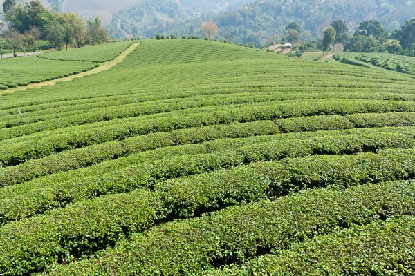 Green tea farm on a hillside — Stock Photo, Image
