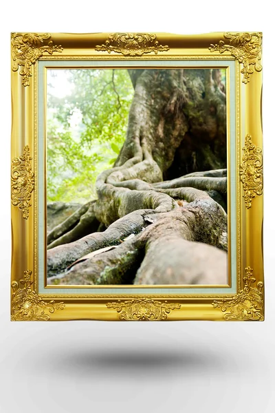 Oude antieke gouden frame in achtergrond boom op witte achtergrond — Stockfoto