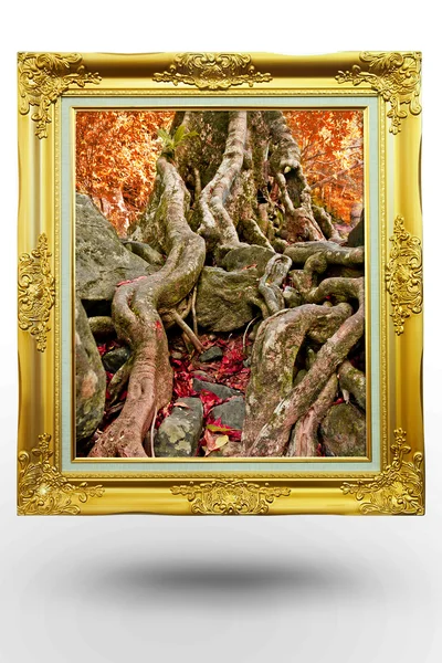 Oude antieke gouden frame in achtergrond boom op witte achtergrond — Stockfoto