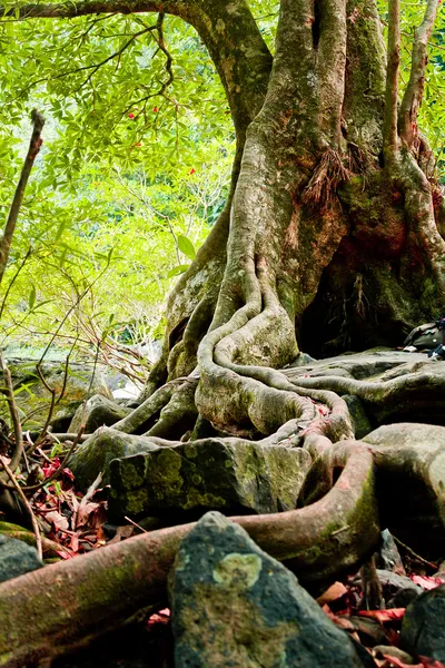 As raízes das árvores estão localizadas na Pedra — Fotografia de Stock