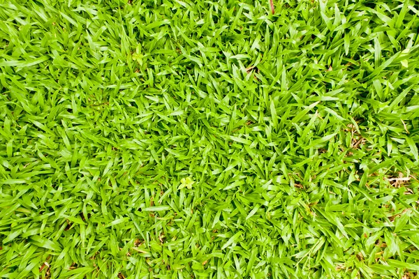 Vista superior de la hierba verde Textura y superficie —  Fotos de Stock