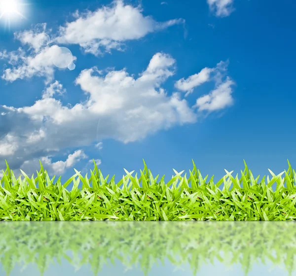 L'erba con un cielo blu — Foto Stock