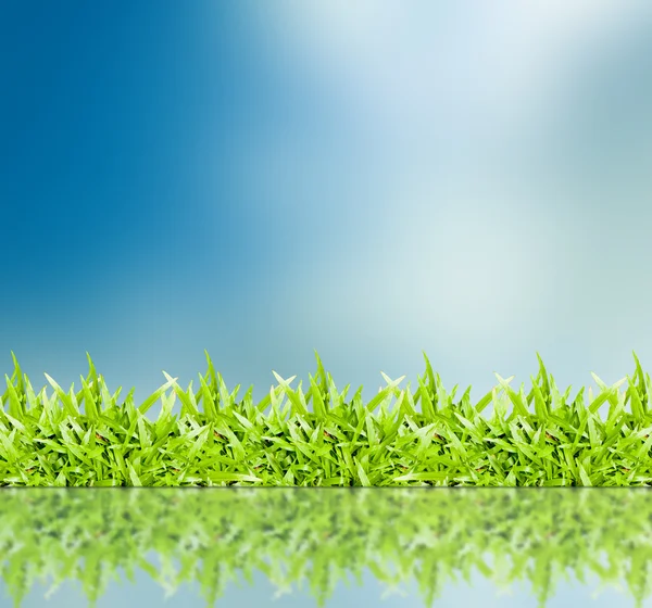 The grass with a blue sky — Stock Photo, Image