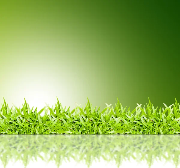 Erba verde telaio isolato su sfondo verde — Foto Stock