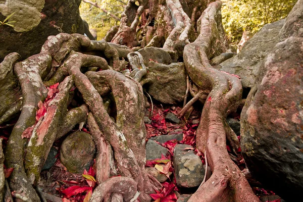 De wortels van de bomen bevinden zich op de steen — Stockfoto