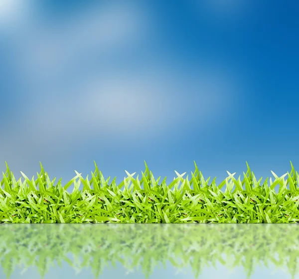 The grass with a blue sky — Stock Photo, Image