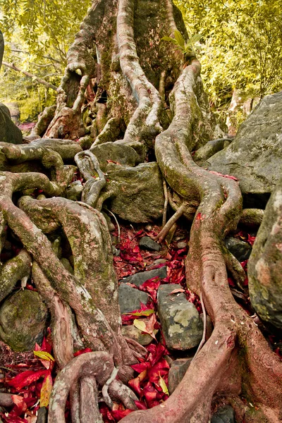 As raízes das árvores estão localizadas na Pedra — Fotografia de Stock
