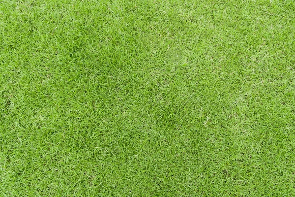 Lawn green grass texture — Stock Photo, Image