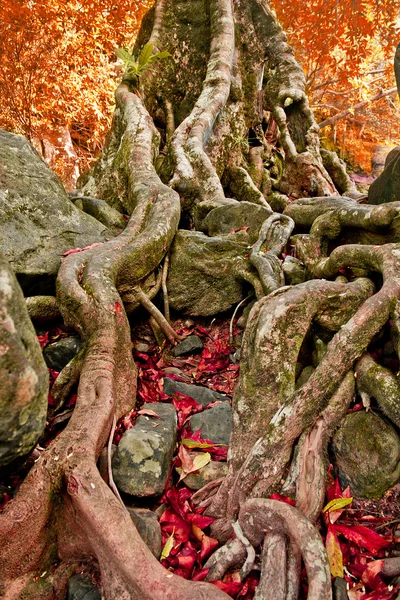 De wortels van de bomen bevinden zich op de steen — Stockfoto