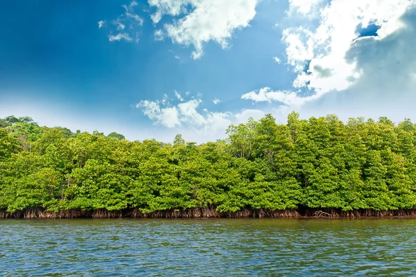 Bosque de manglares —  Fotos de Stock