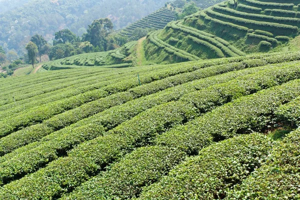 Grönt te gård på en sluttning Stockfoto