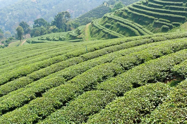 Granja de té verde en una ladera Fotos De Stock