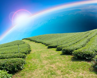 bir tepenin üzerinde yeşil çay çiftlik