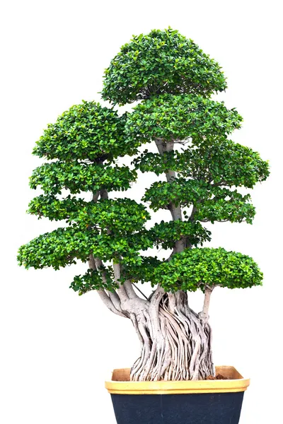 Bellissimo albero verde isolato su sfondo bianco — Foto Stock