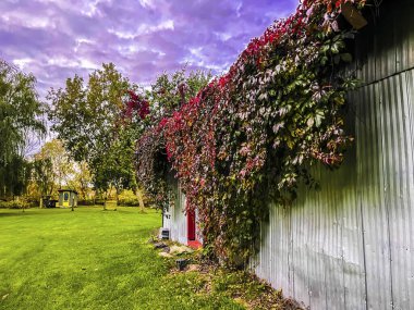 Bulutlu bir günde çekilen fotoğraf, gökyüzü tehditkardı ve ondan çıkan renkler muhteşemdi. Asmanın yaprakları kırmızıydı. Güzel zıtlık. Upton, Quebec, Kanada, 9 Ekim 2021.