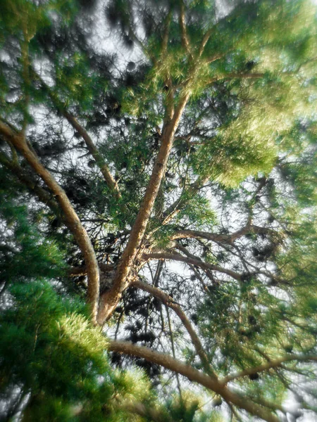 Blurry Image Evergreen Tree Pine Tree Blur — Stock Photo, Image