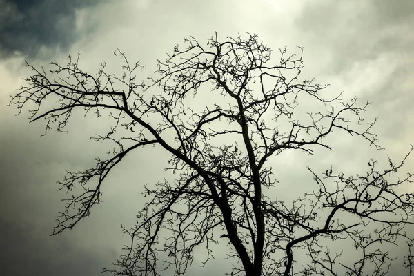 Γυμνή Σιλουέτα Δέντρου Στον Ουρανό Δέντρο Χωρίς Φύλλα — Φωτογραφία Αρχείου
