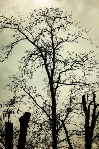 Silueta Árbol Desnudo Contra Cielo Árbol Sin Hojas — Foto de Stock