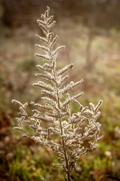 森の中で育つ乾燥植物 — ストック写真