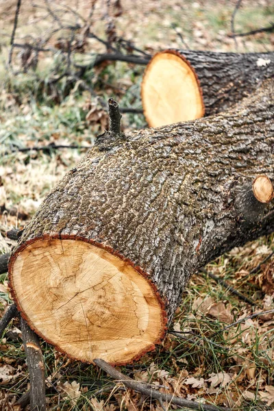 Ścięte Drzewo Lesie Naturalny Fakt Destrukcyjny — Zdjęcie stockowe