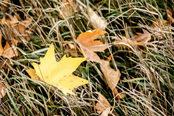 Ξηρά Κίτρινα Φύλλα Σφενδάμου Στο Γρασίδι — Φωτογραφία Αρχείου