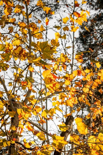 Schöne Gelbe Und Orange Herbstblätter Hintergrund — Stockfoto