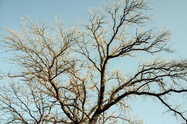 Mavi Gökyüzüne Karşı Yapraksız Bir Ağacın Zemin Manzarası — Stok fotoğraf