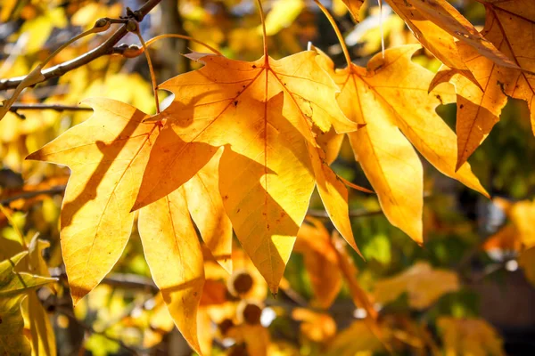 Nahaufnahme Bild Der Schönen Gelben Herbstblätter — Stockfoto
