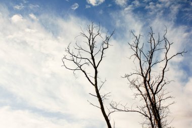 Gökyüzüne karşı yapraksız bir ağacın zemin manzarası.