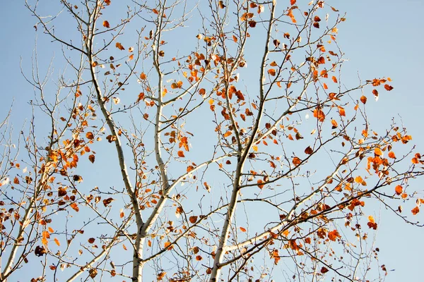 美丽的秋天树叶背景 秋天的干叶背景 — 图库照片