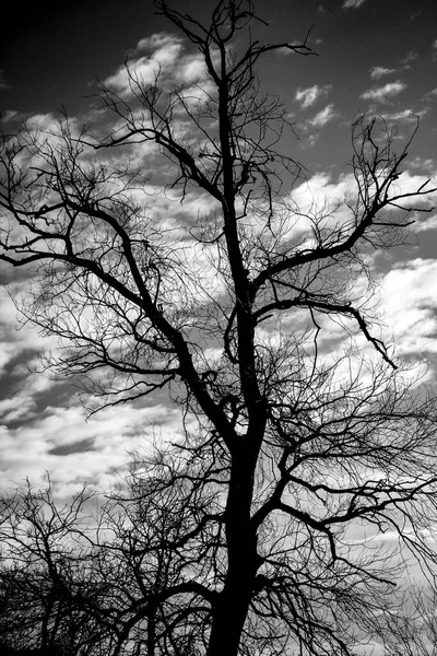 하늘을 배경으로 잎없는 나무가 보이는 — 스톡 사진