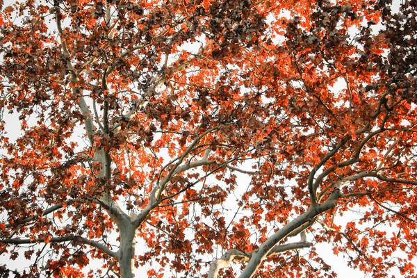 美丽的秋天树叶背景 秋天的干叶背景 — 图库照片