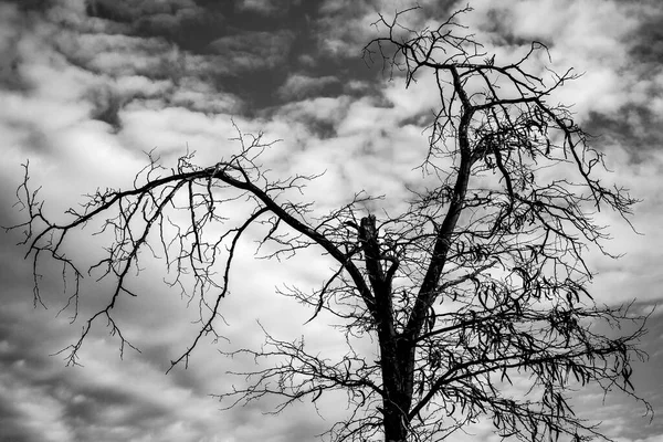 Vista Terra Albero Senza Foglie Contro Cielo — Foto Stock