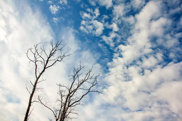 Markutsikt Över Ett Lövlöst Träd Mot Himlen — Stockfoto