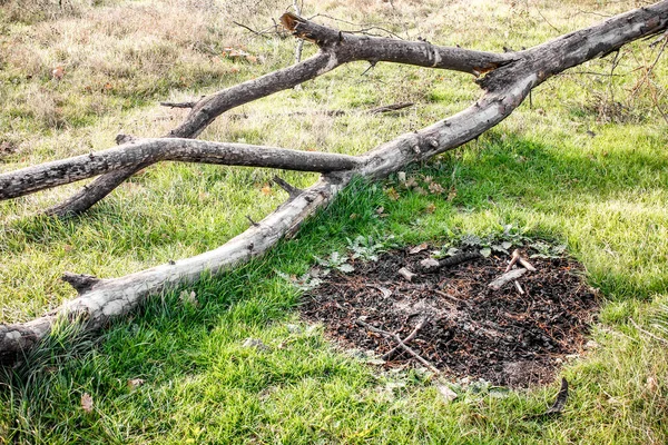 Fallen Tree Ash Grass — Stock Photo, Image