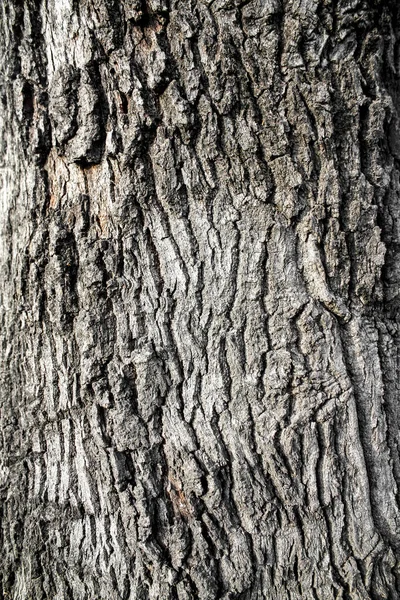 Textura Casca Árvore Com Padrão Sem Costura Natural — Fotografia de Stock