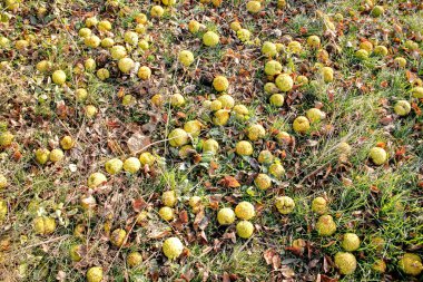 Ağaç cenini yere düştü. Fetüs ve çimenlerle zemin..