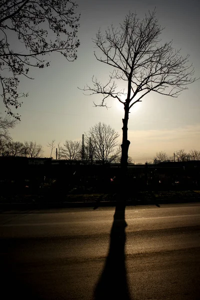 Dunkle Abstrakte Silhouette Eines Kahlen Baumes Bei Sonnenuntergang — Stockfoto