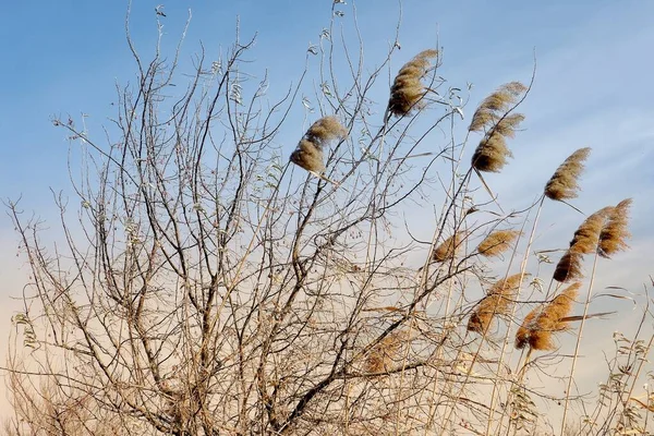 View Leafless Tree Branches Dry Reeds — Fotografia de Stock