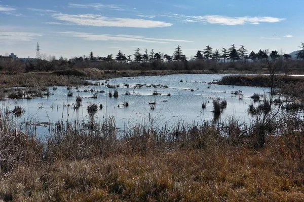 Landscape Wit Little Lake Full Dry Plants — Stock Photo, Image