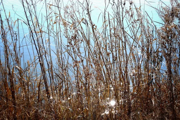 Dry Grass Lake Shore Dry Stems Background — Fotografia de Stock