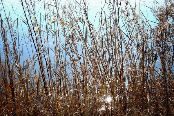 Dry Grass Lake Shore Dry Stems Background — Stock Photo, Image