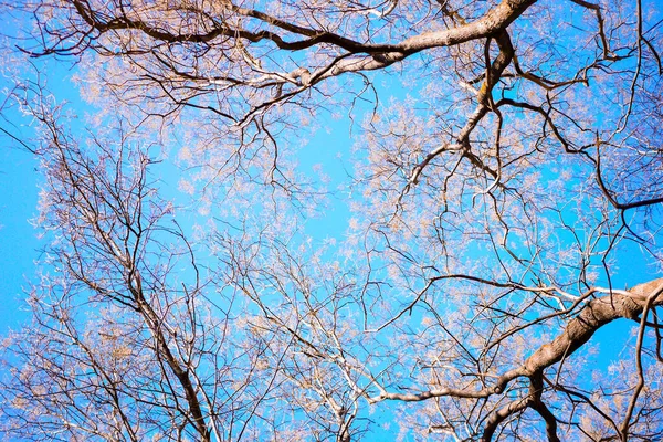 잎없는 나뭇가지들 땅에서 바라본다 — 스톡 사진
